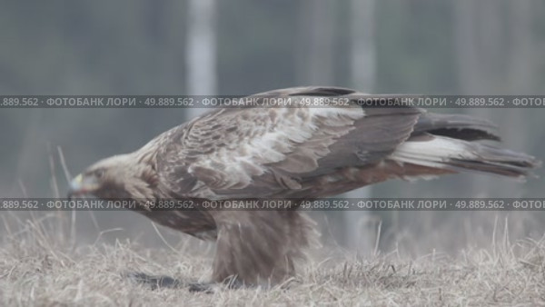 Орёл беркут дикая хищная птица Aquila chrysaetos. Стоковое видео, видеограф Дмитрий Якубович / Фотобанк Лори