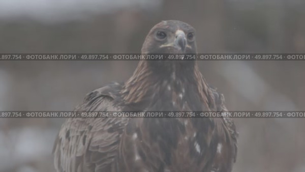 Орёл беркут дикая хищная птица Aquila chrysaetos. Стоковое видео, видеограф Дмитрий Якубович / Фотобанк Лори