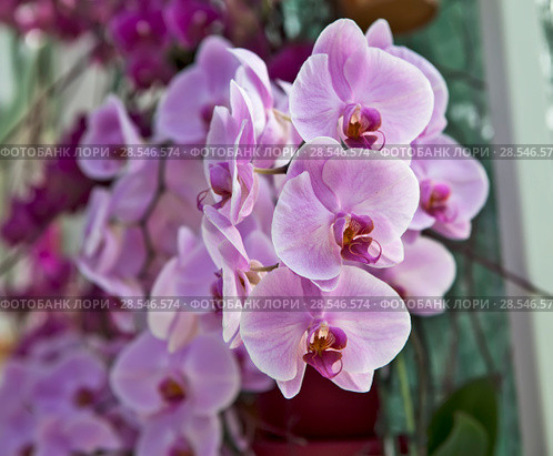 Орхидеи (Orchidaceae) (2018 год). Стоковое фото, фотограф Сергей Афанасьев / Фотобанк Лори