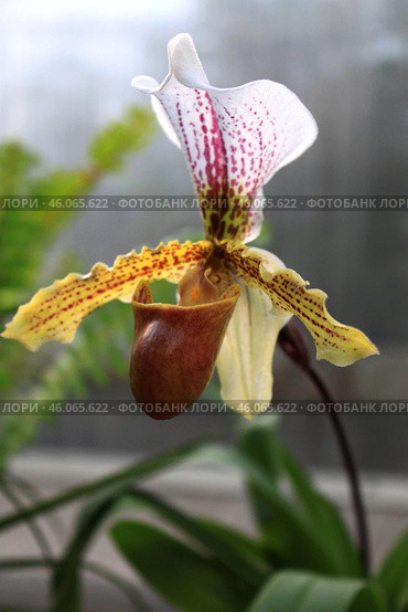 Орхидея Венерин башмачок (Paphiopedilum gratrixianum) Стоковое фото, фотограф Евгения Солдатова / Фотобанк Лори