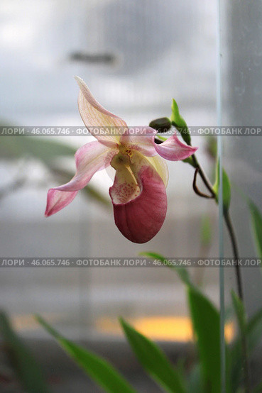 Орхидея Венерин башмачок ( Phragmipedium) Стоковое фото, фотограф Евгения Солдатова / Фотобанк Лори
