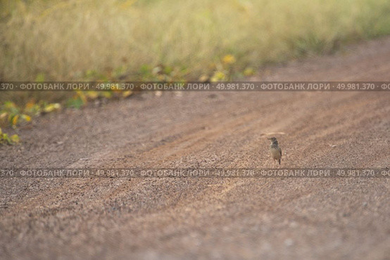 Oriental Skylark bird. Стоковое фото, агентство Ingram Publishing / Фотобанк Лори