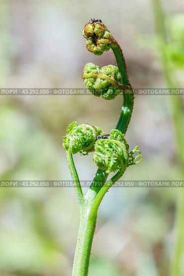 Орляк обыкновенный (лат. Pteridium aquilinum) крупным планом. Дикорастущая флора Западной Сибири. Стоковое фото, фотограф Евгений Мухортов / Фотобанк Лори