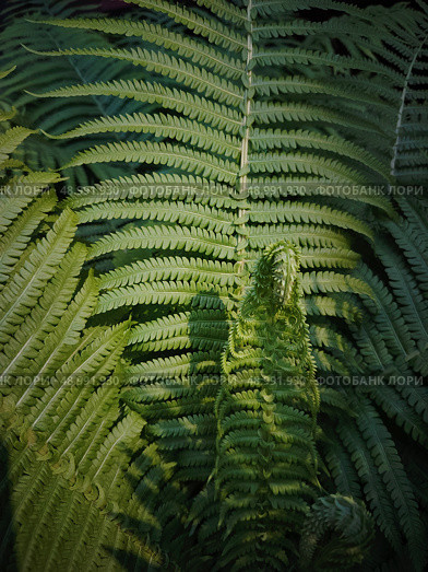 Орляк обыкновенный (Pteridium aquilinum) Стоковое фото, фотограф Анастасия Дехтерева / Фотобанк Лори