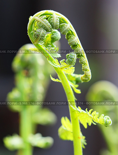 Орляк обыкновенный (Pteridium aquilinum) — вид многолетних травянистых папоротниковидных растений рода Орляк из семейства Деннштедтиевые (Dennstaedtiaceae). Одиночный скрученный побег. Стоковое фото, фотограф Евгений Мухортов / Фотобанк Лори