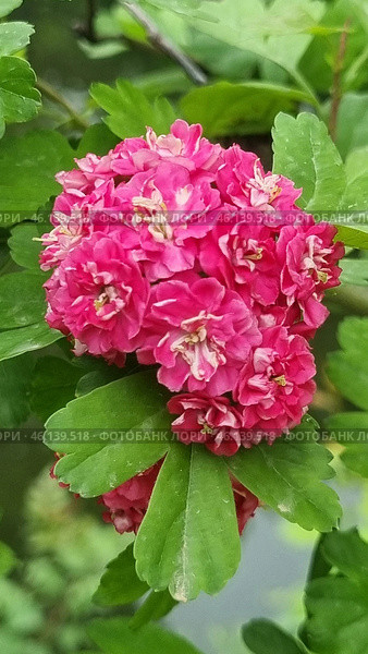 Ornamental hawthorn (Crataegus laevigata 'Paul's Scarlet'), distinguished by bright double flowers of a rich pink hue. The flowers are collected in lush inflorescences, giving the bush an elegant and attractive appearance. The leaves are dark green, slightly glossy and have a characteristic three-lobed shape.This variety of hawthorn is widely used in ornamental landscaping due to its abundant flowering and unpretentiousness. Most often, it can be found in city parks, gardens and alleys. In addition to its beauty, the plant is resistant to frost and polluted air, which makes it popular for landscape design. Стоковое фото, фотограф Анна Кривицкая / Фотобанк Лори