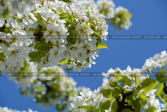 Ornamental plants close-up: blooming apple tree under the bright May sun. Vernal orchard branchlets: delicate snow-white flowers and fresh sunny-green foliage against a sky-blue, photo series (IIIb) Стоковое фото, фотограф Анатолий Власов / Фотобанк Лори