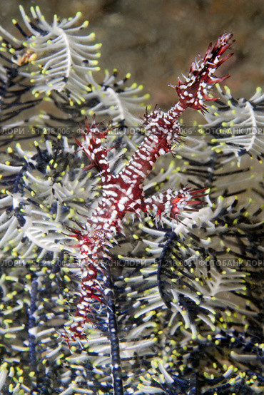 Ornate ghost pipefish hides in a feather star, Lembeh Strait, Indonesia. VW Pics/Stocktrek Images/TASS. Стоковое фото, агентство ТАСС / Фотобанк Лори