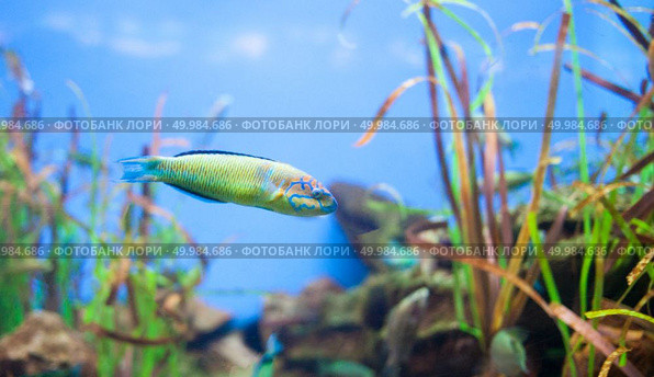 Ornate wrasse Thalassoma pavo Small yellow fish . Spain. Ornate wrasse Thalassoma pavo. Small yellow fish. Стоковое фото, агентство Ingram Publishing / Фотобанк Лори