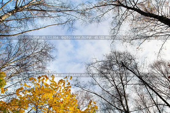 Осеннее небо. Вид снизу на верхушки деревьев на фоне неба.  The tops of autumn trees against a cloudy sky. Стоковое фото, фотограф Лариса Гордеева / Фотобанк Лори