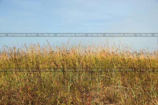 Осеннее поле. Стоковое фото, фотограф Исадская Майя / Фотобанк Лори