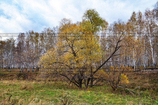 Осенний лес в Тюменской области. Стоковое фото, фотограф Александр Тараканов / Фотобанк Лори