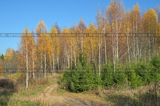 Осенний пейзаж с пожелтевшими березами и молодыми елями. Стоковое фото, фотограф Елена Коромыслова / Фотобанк Лори