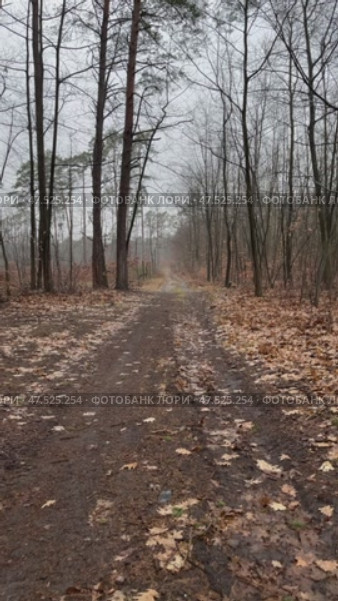 Осення прогулка. Осенний лес. Дорога в лесу. Влажность. Autumn walk. Autumn forest. Road in the forest. Humidity. Стоковое видео, видеограф Александр Рыбалка / Фотобанк Лори