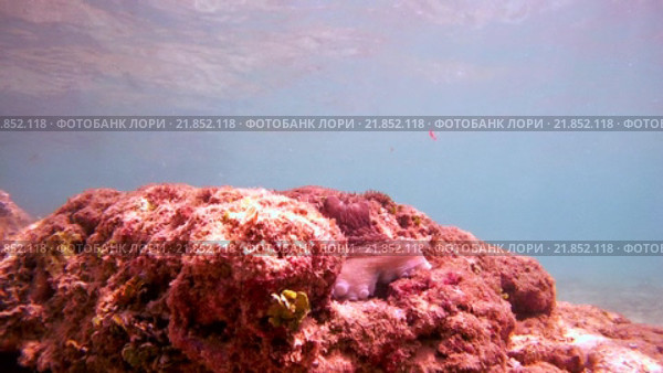 Осьминог прячется среди камней в море, Индийский океан, Шри-Ланка. Стоковое видео, видеограф Некрасов Андрей / Фотобанк Лори