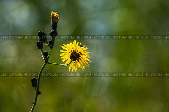 Осот полевой (лат. Sonchus arvensis L.) Стоковое фото, фотограф Бородкин Андрей / Фотобанк Лори