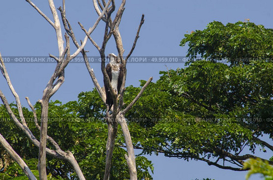 Osprey. Стоковое фото, агентство Ingram Publishing / Фотобанк Лори