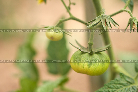 Ovary and small green fruit on a tomato bush. Macrophotography. Стоковое фото, фотограф Роман Дзюбало / Фотобанк Лори