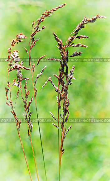 Овсяница (Festuca) — род травянистых растений семейства Злаки (Poaceae) Стоковое фото, фотограф Евгений Мухортов / Фотобанк Лори