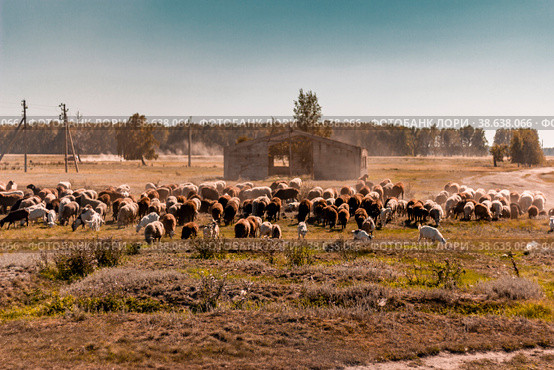 Овцы и бараны пасутся. Стоковое фото, фотограф Екатерина Кузьмичева / Фотобанк Лори