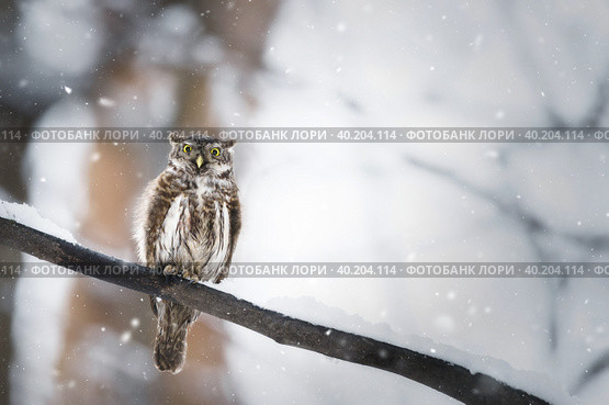 Owl in winter forest on stump. Pygmy small bird via snowfall. Small owl in natural habitat. Glaucidium passerinum. Стоковое фото, фотограф Корнеев Вячеслав / Фотобанк Лори
