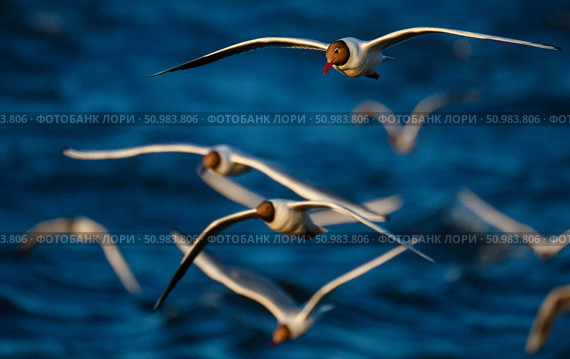Озёрные чайки, летящие над водой. Стоковое фото, фотограф Владимир Смирнов / ТАСС / Фотобанк Лори
