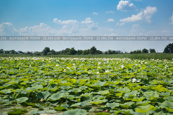 Озеро с лотосами  (лат. Nelumbo nucifera) в Краснодарском крае. Стоковое фото, фотограф Наталья Гармашева / Фотобанк Лори