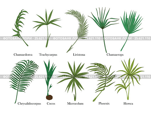 Palm leaves set. Isolated on white. Colored. Стоковая иллюстрация, иллюстратор Irene Shumay / Фотобанк Лори