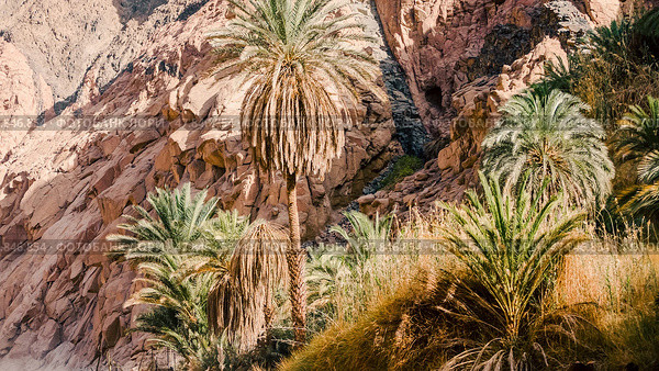 Palm trees and plants in a canyon in the desert of Egypt. Стоковое фото, фотограф Артем Курутин / Фотобанк Лори