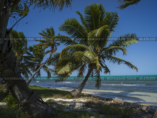 Palm trees swaying on the beach, Half Moon Caye, Lighthouse Reef Atoll, Belize. Стоковое фото, агентство Ingram Publishing / Фотобанк Лори
