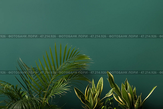 Пальмы и змеиные растения возле зеленой стены. Стоковое фото, фотограф Pixel_shot / Фотобанк Лори