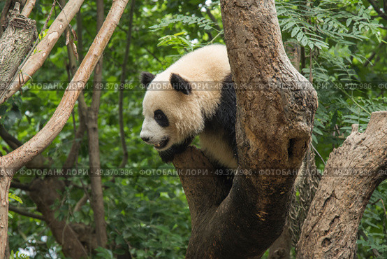 pandas live in a reserve in Chengdu. China. Стоковое фото, агентство Ingram Publishing / Фотобанк Лори