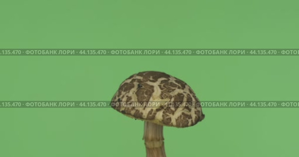 Панорама вращающегося лесного гриба. Натуральный лесной гриб. Маховик - это род съедобных трубчатых грибов семейства подберезовиковых. Выделено на зеленом экране. Стоковое видео, видеограф Александр Собко / Фотобанк Лори