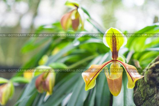 Paphiopedilum orchid flower or Lady’s Slipper orchid in Conserva. Paphiopedilum orchid flower or Lady’s Slipper orchid in Conservation Center Paphiopedilum Doi Inthanon , Chiang Mai, Thailand.. Paphiopedilum orchid flower or Lady’s Slipper orchid in Conservation Center Paphiopedilum Doi Inthanon , Chiang Mai, Thailand. Стоковое фото, агентство Ingram Publishing / Фотобанк Лори
