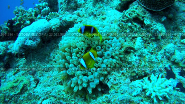Пара рыб клоунов (Amphiprion chrysopterus) в анемоне. Стоковое видео, видеограф Некрасов Андрей / Фотобанк Лори