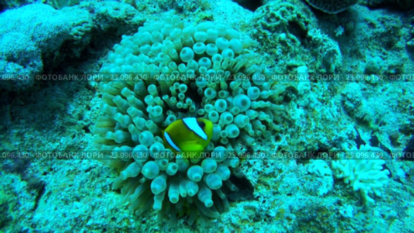 Пара рыб клоунов (Amphiprion chrysopterus) в анемоне. Стоковое видео, видеограф Некрасов Андрей / Фотобанк Лори