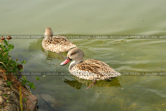 Пара уток в пруду (Капский чирок, Anas Capensis, Cape teal) Стоковое фото, фотограф Щеголева Ольга / Фотобанк Лори