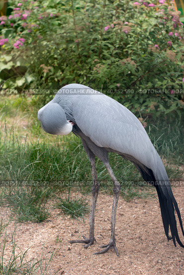 Paradise crane or blue crane from South Africa. A rare endangered bird species. Стоковое фото, фотограф Светлана Высокос / Фотобанк Лори
