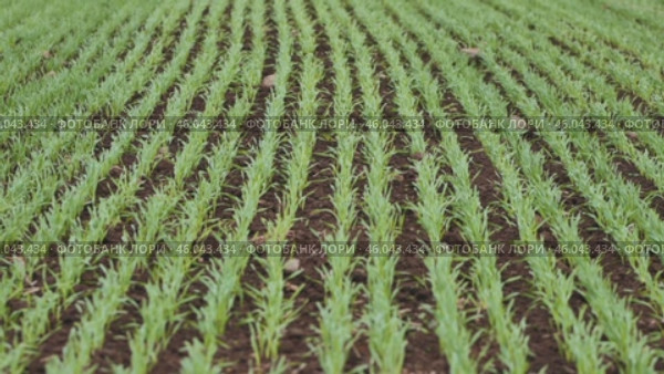 Parallel rows of young wheat plants growing in fertile soil, creating a soothing pattern of green and brown. Стоковое видео, видеограф Mikhail Davidovich / Фотобанк Лори