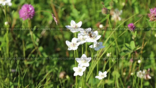 Parnassia palustris. Белозор болотный во время цветения и муха журчалка на цветах растения. Стоковое видео, видеограф Григорий Писоцкий / Фотобанк Лори