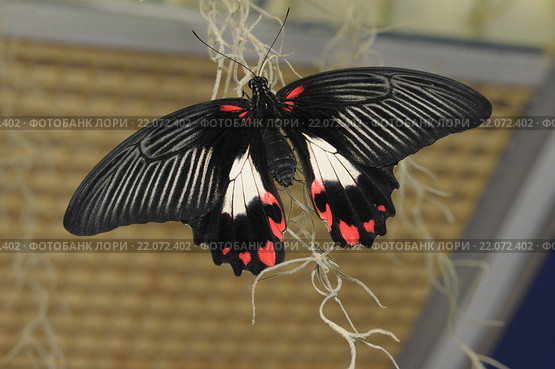 Парусник Румянцева  (лат. Papilio rumanzovia) Стоковое фото, фотограф Иванова Анастасия / Фотобанк Лори