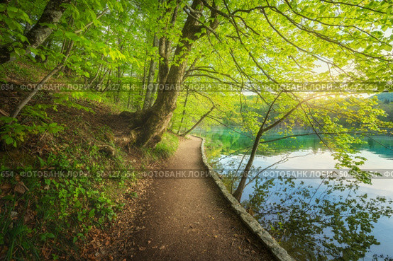 Path in beautiful forest near the lake at sunset in spring. Plitvice Lakes, Croatia. Colorful landscape with trail, trees with green leaves, blue water in blooming park in summer. Walkway in woods . Стоковое фото, агентство Ingram Publishing / Фотобанк Лори