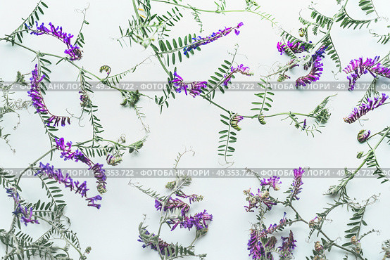 Pattern of wild flowers on white background, top view, flat lay. Mouse pea. Vetch multicolor (Vicia cracca) Стоковое фото, агентство Ingram Publishing / Фотобанк Лори