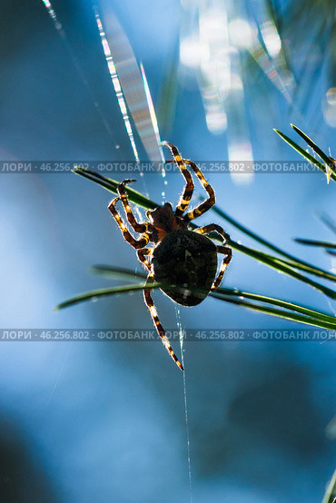 Паук Обыкновенный крестовик (Araneus diadematus) плетёт паутину в лесу. Стоковое фото, фотограф Анна Ефимова / Фотобанк Лори