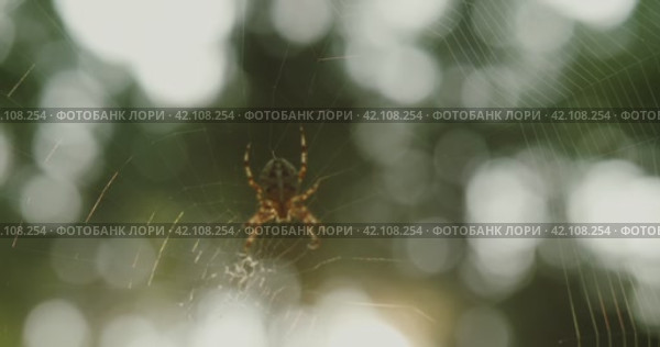 Паук ползет по паутине в лучах рассветного солнца. Стоковое видео, видеограф Анастасия Евгеньевна Кожина / Фотобанк Лори