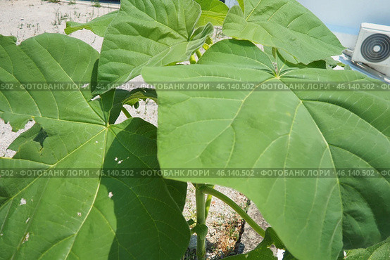 Paulownia is a genus of seven to 17 species of fast growing hardwood trees in family Paulowniaceae, the order Lamiales. The genus and family are native to east Asia and are widespread. Princess tree. Стоковое фото, фотограф Юлия Петровская / Фотобанк Лори