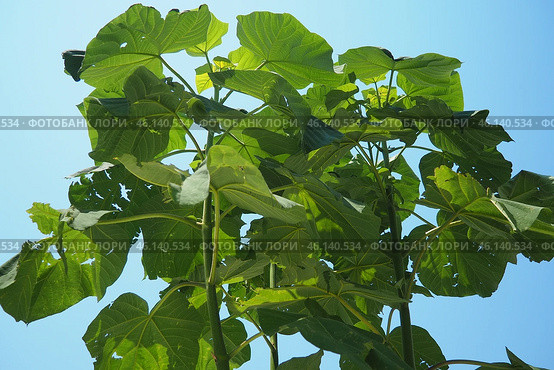 Paulownia is a genus of seven to 17 species of fast growing hardwood trees in family Paulowniaceae, the order Lamiales. The genus and family are native to east Asia and are widespread. Princess tree. Стоковое фото, фотограф Юлия Петровская / Фотобанк Лори