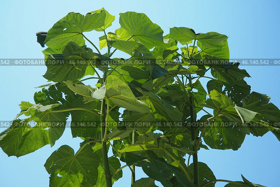 Paulownia is a genus of seven to 17 species of fast growing hardwood trees in family Paulowniaceae, the order Lamiales. The genus and family are native to east Asia and are widespread. Princess tree. Стоковое фото, фотограф Юлия Петровская / Фотобанк Лори