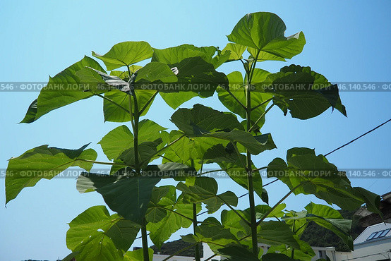 Paulownia is a genus of seven to 17 species of fast growing hardwood trees in family Paulowniaceae, the order Lamiales. The genus and family are native to east Asia and are widespread. Princess tree. Стоковое фото, фотограф Юлия Петровская / Фотобанк Лори