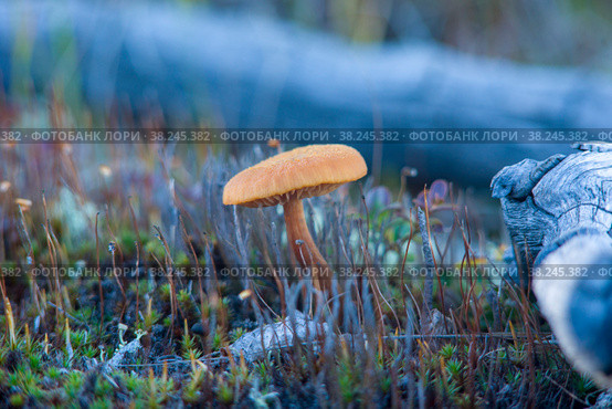 Паутинник (Cortinarius) распространенный пластинчатый ядовитый гриб. Стоковое фото, фотограф Yuriy  Barbaruk / Фотобанк Лори